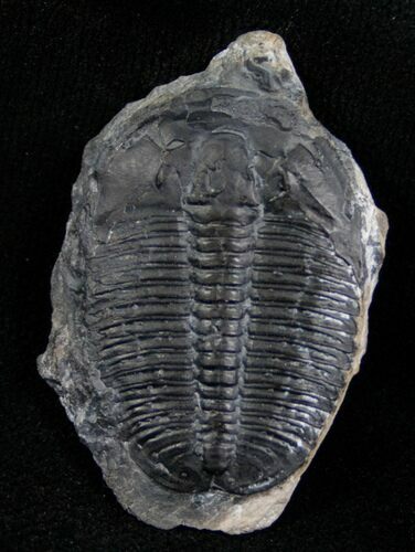 Elrathia Trilobite - Utah #6686
